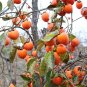 Japanese Persimmon 10 Seeds Diospyros kaki