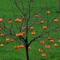 Japanese Persimmon 10 Seeds Diospyros kaki