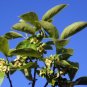 Japanese Persimmon 10 Seeds Diospyros kaki