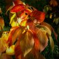 Japanese Persimmon 10 Seeds Diospyros kaki