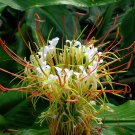 Shaving Brush Ginger Hedychium ellipticum 10 Seeds Shaving Brush Ginger Hedychium ellipticum 10 Seeds