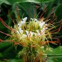 Shaving Brush Ginger Hedychium ellipticum 10 Seeds