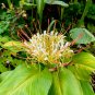 Shaving Brush Ginger Hedychium ellipticum 10 Seeds