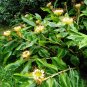 Shaving Brush Ginger Hedychium ellipticum 10 Seeds
