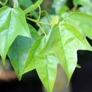 Trident Maple Acer buergerianum 100 Seeds Trident Maple Acer buergerianum 100 Seeds