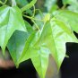 Trident Maple Acer buergerianum 100 Seeds