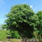 Trident Maple Acer buergerianum 100 Seeds