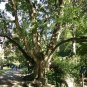 Trident Maple Acer buergerianum 100 Seeds