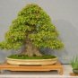 Trident Maple Acer buergerianum 100 Seeds