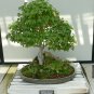 Trident Maple Acer buergerianum 100 Seeds