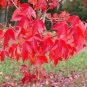 Trident Maple Acer buergerianum 100 Seeds