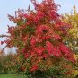 Trident Maple Acer buergerianum 100 Seeds