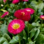 English Daisy Mix 2000 Seeds Bellis perennis