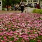 English Daisy Mix 2000 Seeds Bellis perennis