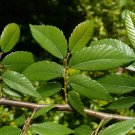Winged Elm Ulmus alata 100 Seeds
