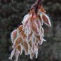 Winged Elm Ulmus alata 100 Seeds