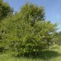Winged Elm Ulmus alata 100 Seeds
