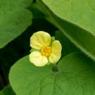 Upright Wild Ginger Saruma henryi 10 Seeds Upright Wild Ginger Saruma henryi 10 Seeds