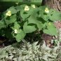 Upright Wild Ginger Saruma henryi 10 Seeds