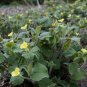 Upright Wild Ginger Saruma henryi 10 Seeds