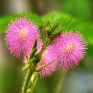 Sensitive Plant Mimosa pudica 100 Seeds