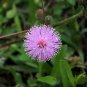 Sensitive Plant Mimosa pudica 100 Seeds