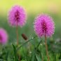 Sensitive Plant Mimosa pudica 100 Seeds