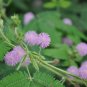 Sensitive Plant Mimosa pudica 100 Seeds