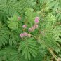 Sensitive Plant Mimosa pudica 100 Seeds