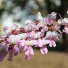 Quickstick Madre de Cacao Glircidia sepium 20 Seeds