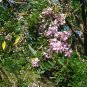 Quickstick Madre de Cacao Glircidia sepium 20 Seeds