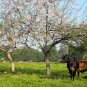 Quickstick Madre de Cacao Glircidia sepium 20 Seeds