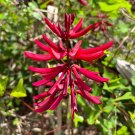Coral Bean Erythrina herbacea 10 Seeds Coral Bean Erythrina herbacea 10 Seeds
