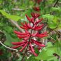 Coral Bean Erythrina herbacea 10 Seeds