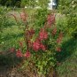 Coral Bean Erythrina herbacea 10 Seeds