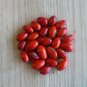 Coral Bean Erythrina herbacea 10 Seeds