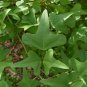 Coral Bean Erythrina herbacea 10 Seeds