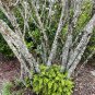Coral Bean Erythrina herbacea 10 Seeds