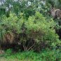 Coral Bean Erythrina herbacea 10 Seeds