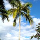King Palm Archontophoenix alexandrae 20 Seeds