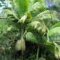 King Palm Archontophoenix alexandrae 20 Seeds