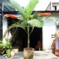 King Palm Archontophoenix alexandrae 20 Seeds