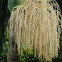 King Palm Archontophoenix alexandrae 20 Seeds