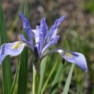 Rocky Mountain Iris 100 Seeds Iris missouriensis Rocky Mountain Iris 100 Seeds Iris missouriensis