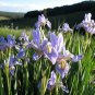 Rocky Mountain Iris 100 Seeds Iris missouriensis