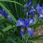 Rocky Mountain Iris 100 Seeds Iris missouriensis