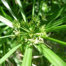 Umbrella Plant Cyperus alternifolius 500 Seeds