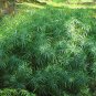 Umbrella Plant Cyperus alternifolius 500 Seeds