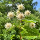 Buttonbush Cephalanthus occidentalis 100 Seeds