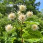 Buttonbush Cephalanthus occidentalis 100 Seeds